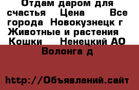 Отдам даром для счастья. › Цена ­ 1 - Все города, Новокузнецк г. Животные и растения » Кошки   . Ненецкий АО,Волонга д.